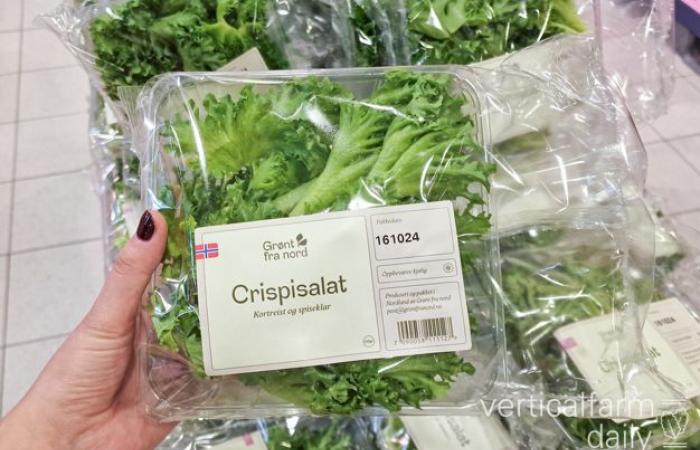 « Malgré notre capacité à offrir un approvisionnement stable, nous suivons les prix des salades importées »