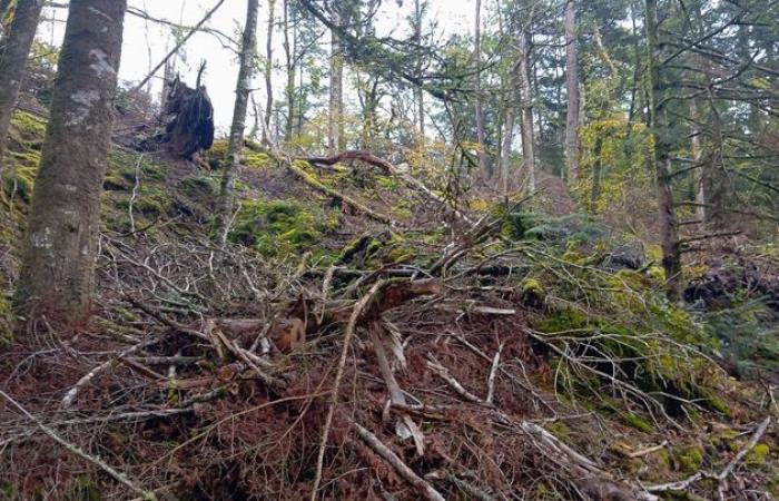 en Bretagne, un an après la tempête Ciaran, la nature renaît