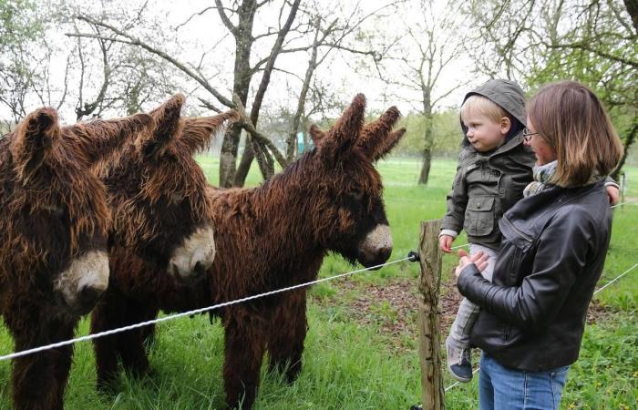 nos idées de sorties en famille en Charente-Maritime