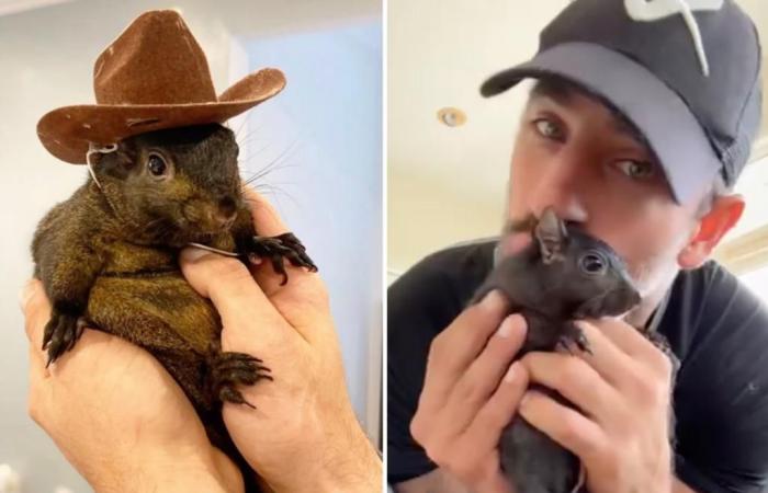 Peanut l’écureuil, animal de compagnie bien-aimé et sensation sur Internet, mis à mort par l’État de New York