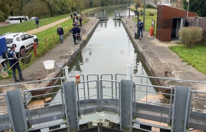 trois tonnes de poissons morts pêchées dans le Loing, vidange du canal ordonnée