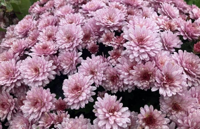 D’où viennent les chrysanthèmes des tombes parisiennes ?