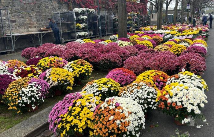 les chrysanthèmes ont toujours la cote dans les cimetières rennais