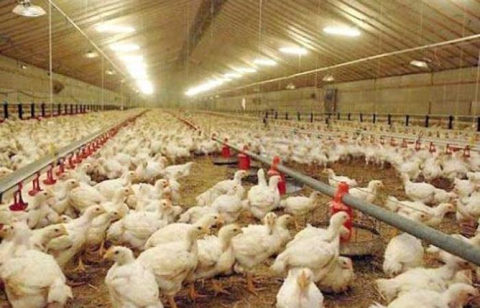 Les prix maximaux à la production pour le poulet vivant à 3,5 dinars/kg incluent les ventes au niveau des agriculteurs