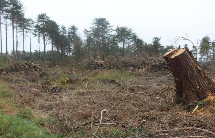 dans le Centre-Manche, la forêt continue de cicatriser