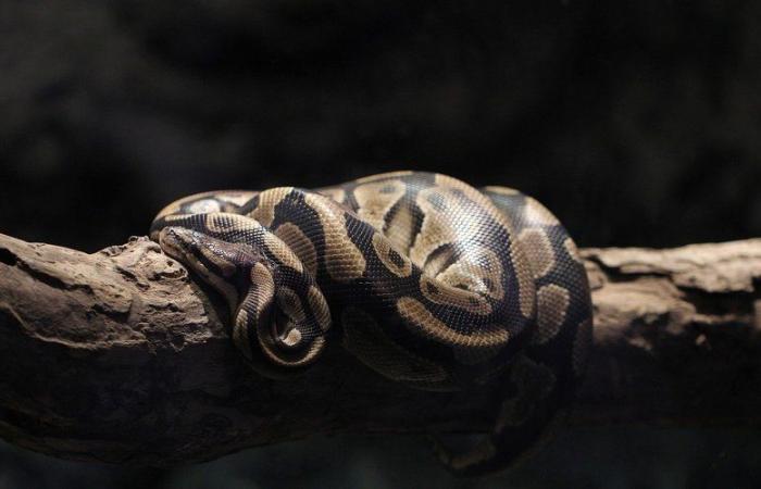 VIDÉO. Images d’un python de 4,5 mètres dévorant un cerf de 35 kg capturées par des scientifiques aux États-Unis