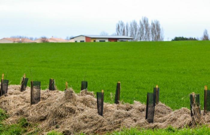 le souci des réductions des crédits pour la plantation de haies