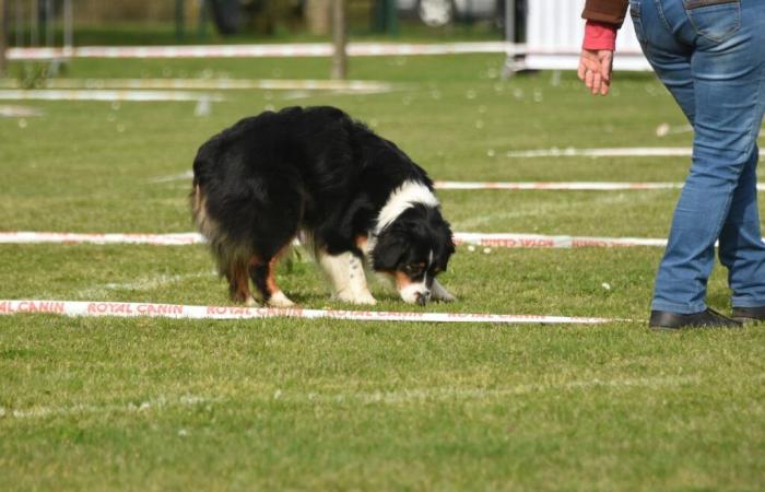 Le concours de fouille Canine du Lot, c’est le 10 novembre 2024 – Medialot