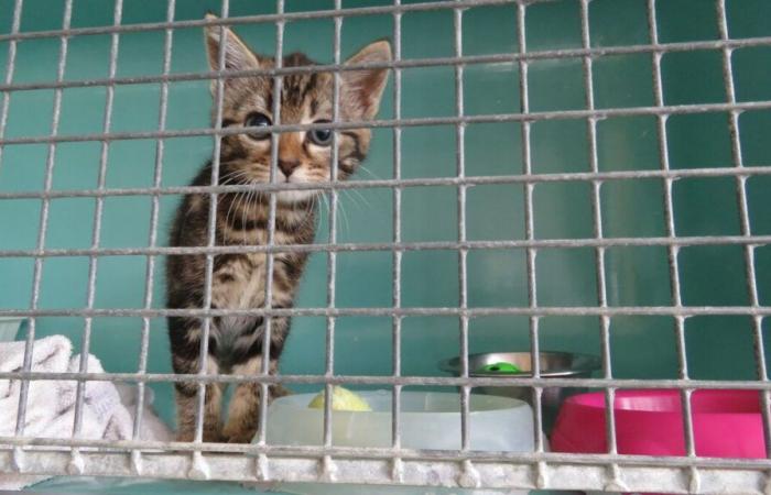 un couple qui avait gelé une quinzaine de chatons s’évade de prison