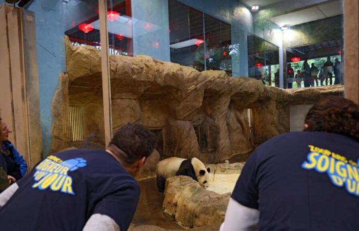 dans l’intimité du zoo de Beauval avec les pandas