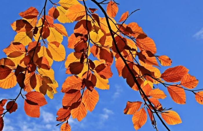 Chaleur au Sud, éclaircies dans la moitié Nord… À quelle météo peut-on s’attendre pour ce week-end de Toussaint ?