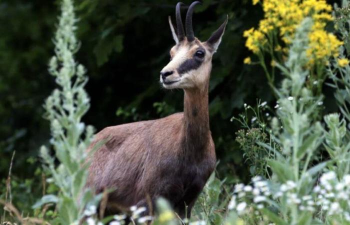 Doubs. Aspas dénonce la légitimité du plan annuel de chasse au chamois