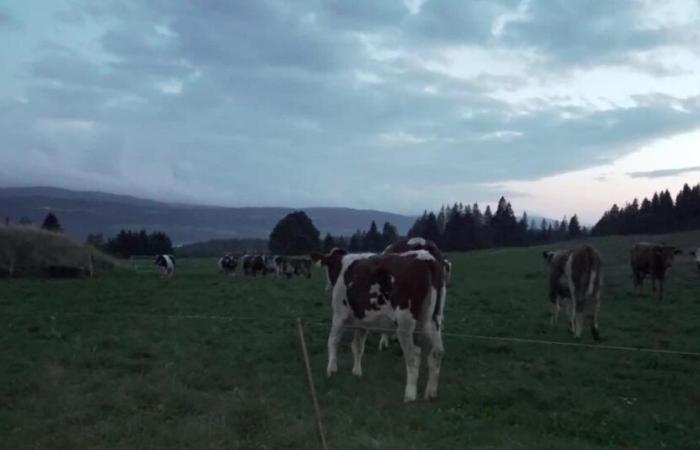 Il y a toujours plus de cuivre et de zinc sous les pâturages suisses