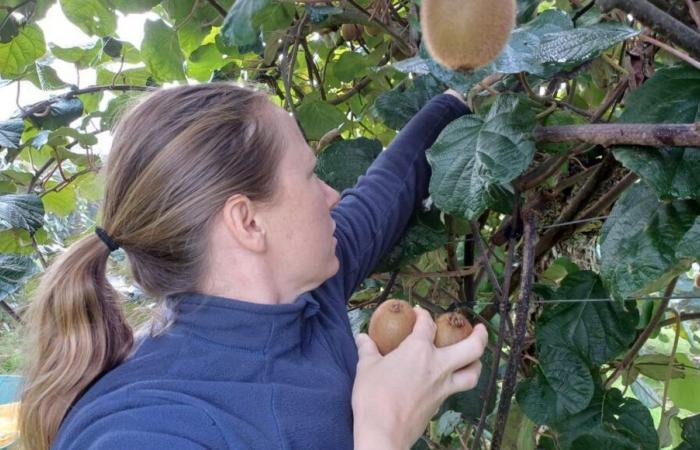 Près de Toulouse, la cueillette des kiwis connaît un grand succès auprès des particuliers à la recherche de prix attractifs