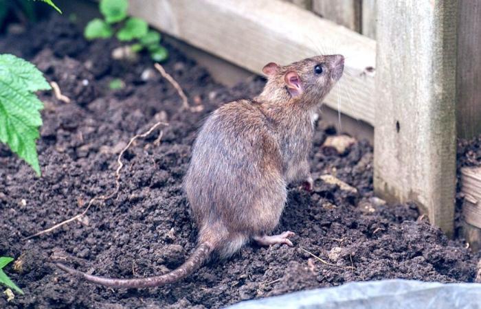 Les habitants de cette commune craignent une invasion de rats