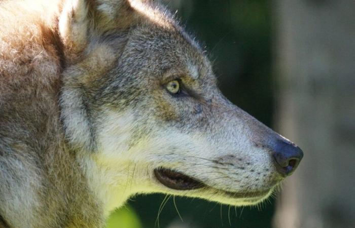 Où se déroule la surveillance des loups dans le Maine-et-Loire ?