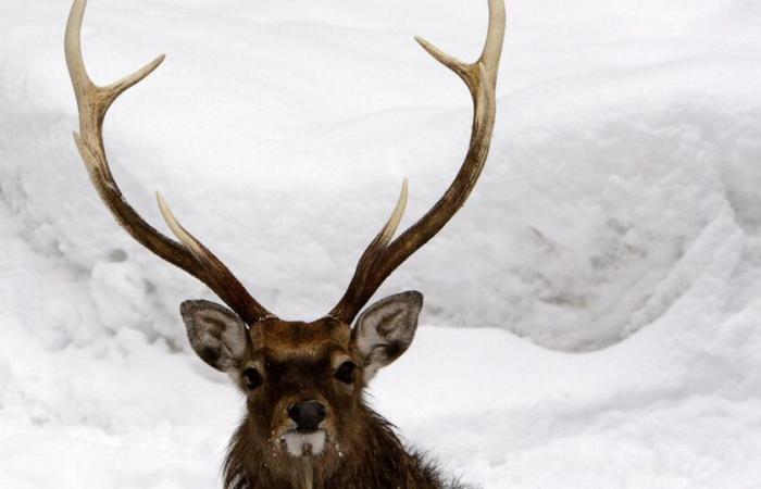 Le Tribunal fédéral suspend l’abattage des cerfs à Genève