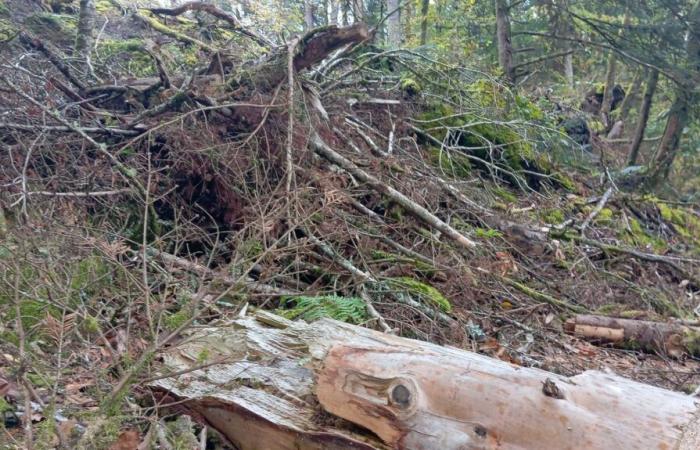 en Bretagne, un an après la tempête Ciaran, la nature renaît