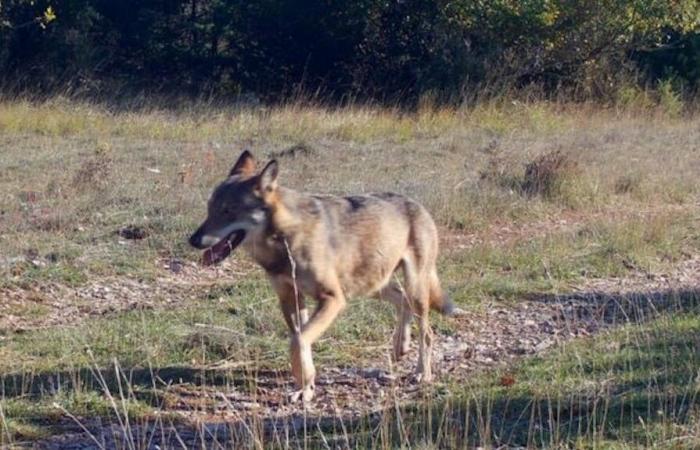 le loup rôde dans le Larzac