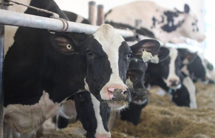 Le prix du lait à la ferme va légèrement baisser