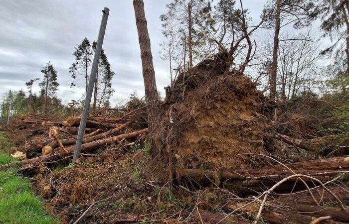 les mesures exceptionnelles déployées dans la Manche en cinq chiffres