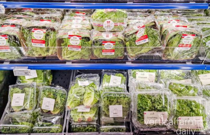 « Malgré notre capacité à offrir un approvisionnement stable, nous suivons les prix des salades importées »