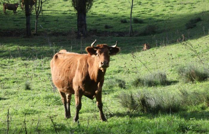 « Sur abat 400 bovins pour un »