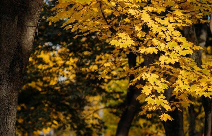 « 50 % de chances » que novembre, décembre et janvier soient plus chauds que la moyenne… Météo France exclut la possibilité d’un trimestre frais cette année