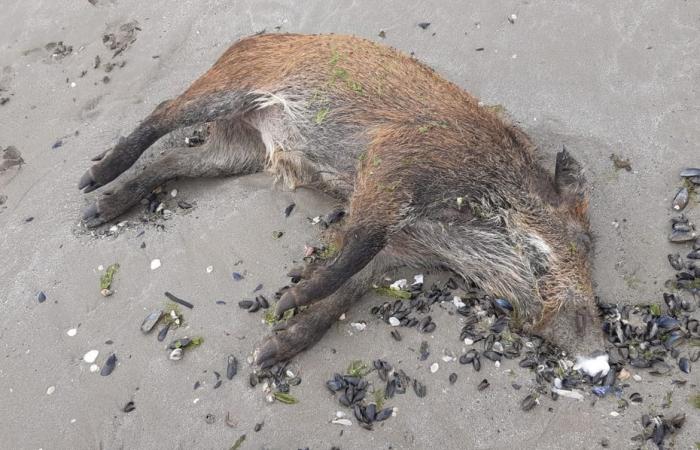 Des sangliers retrouvés morts sur une plage d’Hillion. Des associations soupçonnent des algues vertes et réclament les résultats de l’autopsie