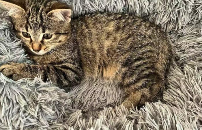 un chaton s’est faufilé dans une voiture Mobility