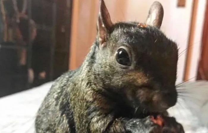 La star des réseaux sociaux Peanut the Squirrel saisie par les autorités de New York