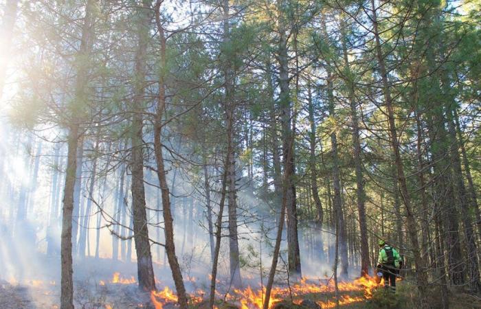 Les scientifiques tirent la sonnette d’alarme sur l’état des forêts terrestres