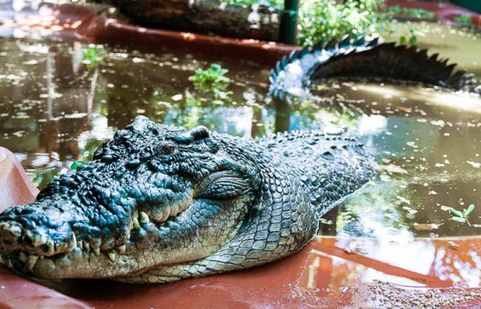 Cassius, le plus grand crocodile du monde en captivité, décède en Australie