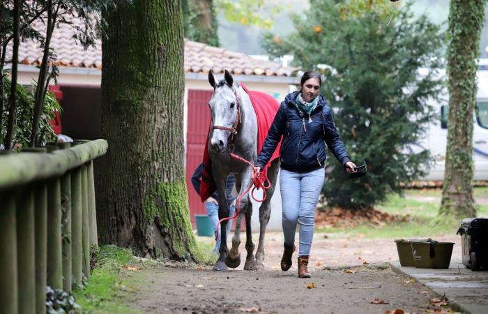 tout sur le meeting du Grand Prix de Nantes Défi du Galop