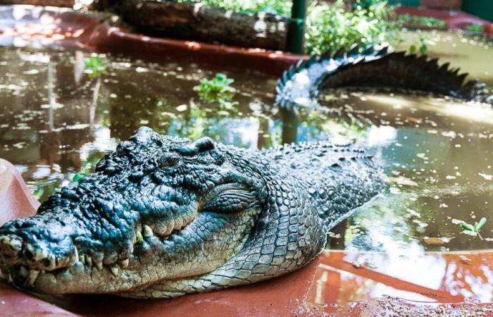 Cassius, le plus grand crocodile captif du monde, est mort