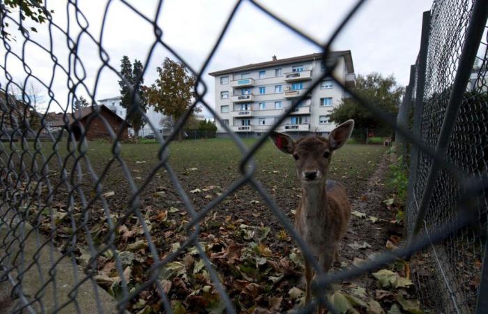 Payerne proteste après la mort récente de deux faons