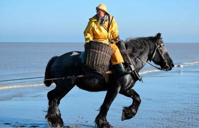 Une commune belge est le « dernier endroit au monde où l’on pêche de cette façon »