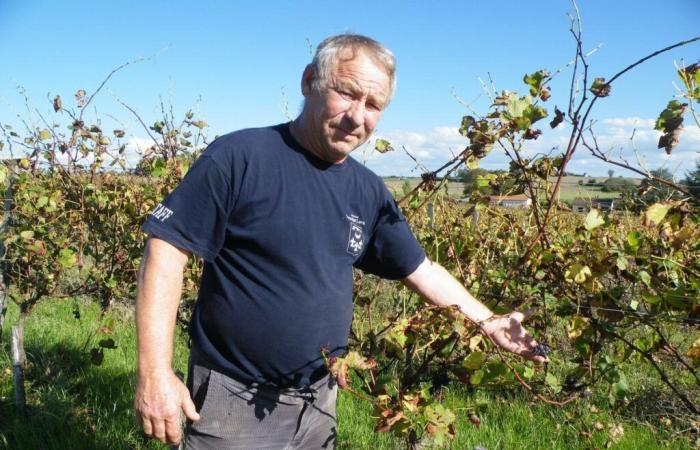 Problème administratif, mauvais traitement des vignes… une exploitation viticole en danger en Charente-Maritime