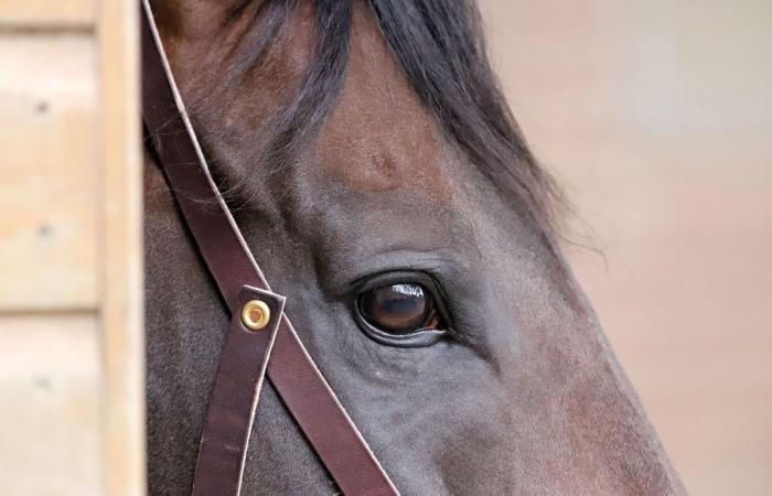 tout sur le meeting du Grand Prix de Nantes Défi du Galop