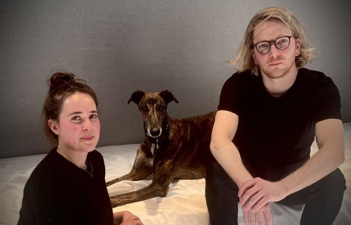 “C’est un véritable défi d’avoir des chiens sur le plateau.” Rencontre avec Tabu, un lévrier acteur de deux ans et demi