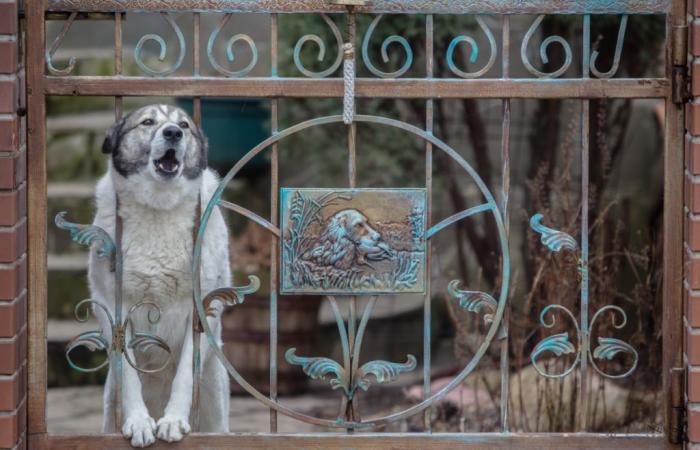 il tue le chien de son voisin pour une raison complètement hallucinatoire