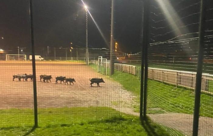 des sangliers labourent un terrain de football à Saint-Pierre-en-Faucigny