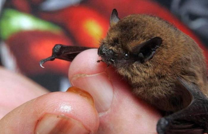 Chauves-souris, oiseaux… La LPO recherche des volontaires en service civique dans le Maine-et-Loire