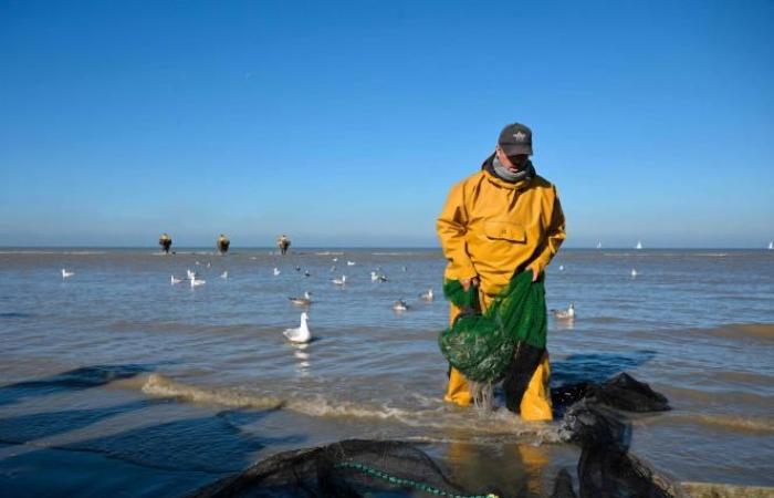 Une commune belge est le « dernier endroit au monde où l’on pêche de cette façon »