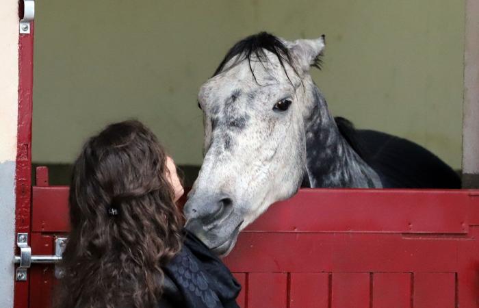 tout sur le meeting du Grand Prix de Nantes Défi du Galop