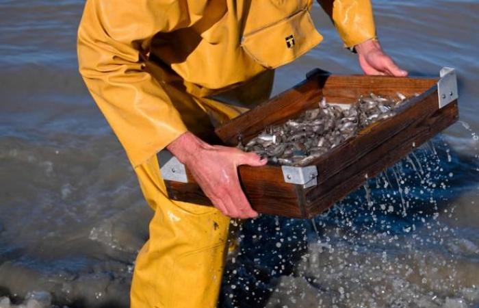 Une commune belge est le « dernier endroit au monde où l’on pêche de cette façon »