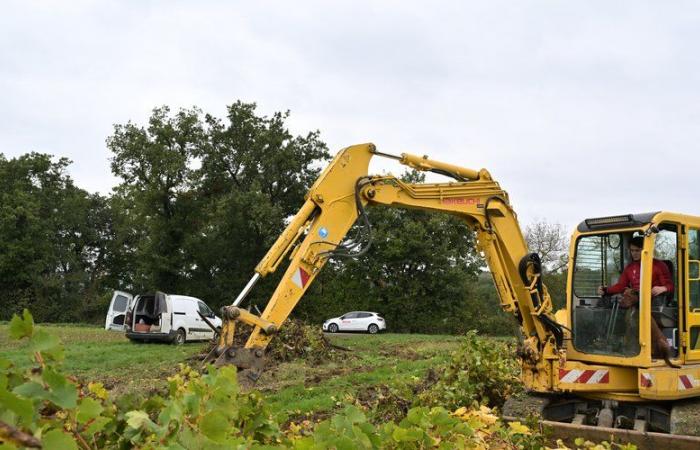 Manque de rendement, propagation de maladies, optimisation des terres… Un jeune agriculteur gersois arrache une parcelle de vigne