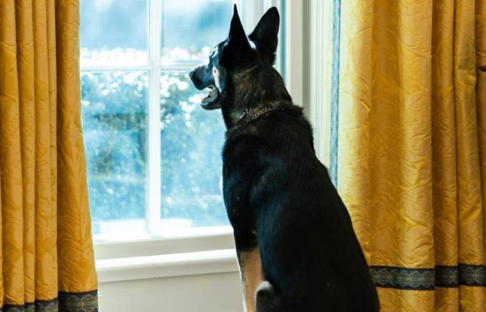 Chiens, chats… Les animaux de compagnie, omniprésents dans les campagnes électorales