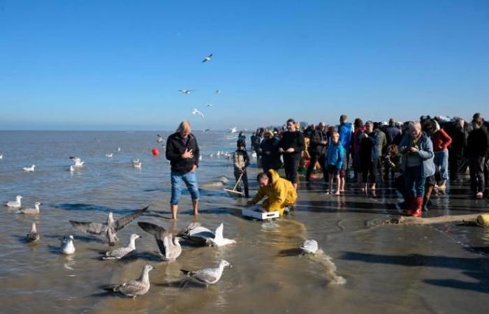 Une commune belge est le « dernier endroit au monde où l’on pêche de cette façon »