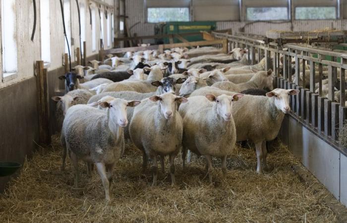 Laine du Québec | Une industrie qui veut se remettre sur les rails